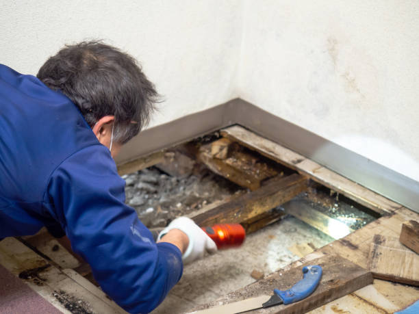 Best Water Damage Restoration  in Chicago Ridge, IL