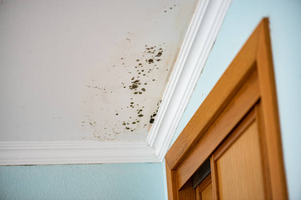 Certified Mold Removal in Chicago Ridge, IL