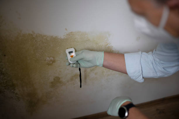 Best Emergency Mold Removal  in Chicago Ridge, IL
