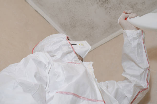 Best Mold Removal Company Near Me  in Chicago Ridge, IL
