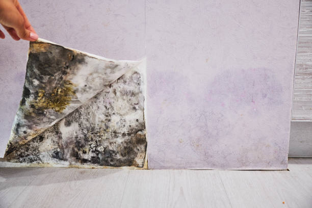 Best Commercial Mold Removal  in Chicago Ridge, IL